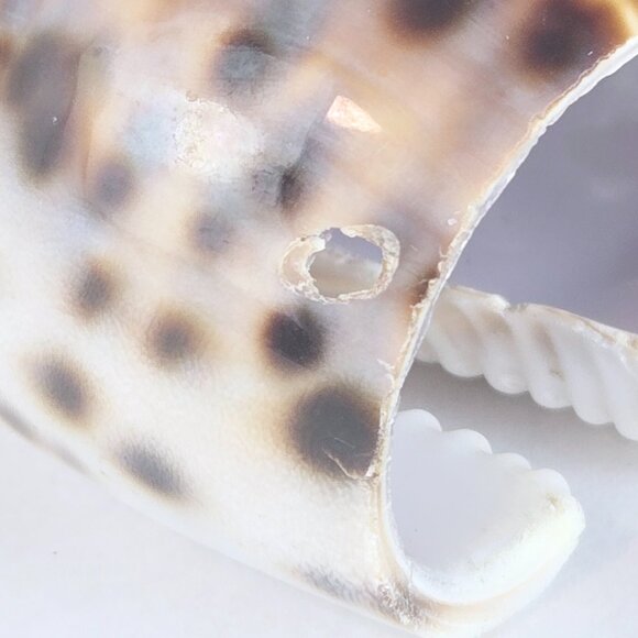 Set of 12 Cowrie Tiger Shell Napkin Rings Natural Seashell Table Decor Tableware - Picture 8 of 9